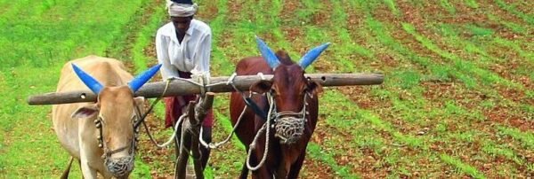 cropped india farming e1592244847438.jpg
